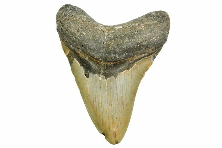 Fossil Megalodon Tooth - North Carolina #361698